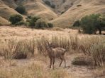 gili-lawa-darat-di-pulau-komodo-ntt_20180803_093258.jpg