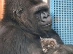 gorila-koko_20180624_043321.jpg