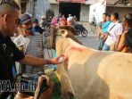 gozales-memberi-tanda-pada-sapi-kurban-yang-dibelinya_20170831_213209.jpg