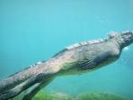 gozilla-iguana_20160412_144039.jpg