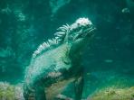 gozilla-iguana_20160412_144102.jpg
