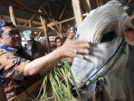gubernur-jabar-kunjungi-peternakan-sapi-di-bandung_20150817_212315.jpg