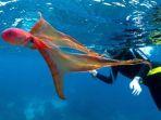 gurita-selimut-blanket-octopus-adalah-gurita-langka-gurita-ini-menampakkan-d.jpg