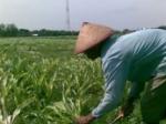 hama-bulai-sawah.jpg