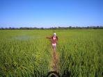 hamparan-sawah.jpg