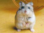 hamster-lucu.jpg