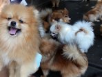 harga-ajing-pomeranian-rp-30-jt_20150302_141553.jpg