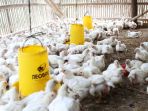 harga-ayam-potong-naik_20180123_204721.jpg