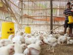 harga-ayam-potong-naik_20180123_205139.jpg