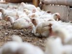 harga-ayam-potong-naik_20180123_205622.jpg