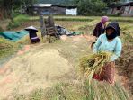 harga-gabah-kering-menurun_20210324_205650.jpg