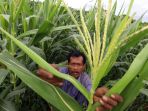 harga-jagung-tembus-rp-4-ribu-per-kilo_20210406_200929.jpg