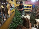 harga-kambing-tinggi-akibat-wabah-pmk_20220609_205219.jpg