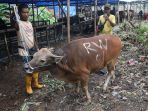 harga-sapi-melambung-tinggi-akibat-wabah-pmk_20220611_210427.jpg
