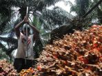 10 Negara Penghasil Minyak Kelapa Sawit Terbesar di Dunia, Indonesia Peringkat Satu