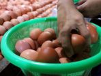 harga-telur-ayam-mulai-turun_20190615_213301.jpg
