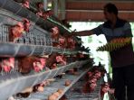 harga-telur-ayam-terus-naik-menjelang-lebaran_20190519_231550.jpg