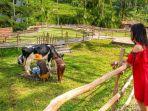 harga-tiket-masuk-cimory-on-the-valley.jpg