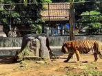 harimau-benggala-di-kebun-binatang-serulingmas.jpg