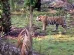 harimau-berkeliaran-di-pemukiman-warga_20170523_174634.jpg