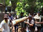 harimau-bonbin-semarang-yang-sempat-lepas-berhasil-ditangkap.jpg