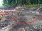harimau-bonita-di-kebun-sawit_20180322_120805.jpg