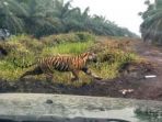 harimau-bonita-diburu-petugas_20180321_132416.jpg