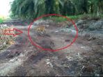 harimau-bonita-muncul-di-perkebunan-sawit_20180325_143005.jpg