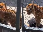harimau-china_20180313_170256.jpg