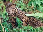 harimau-dahan-sumatera_20170404_180848.jpg