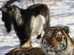 harimau-dan-kambing-nih2_20151211_210422.jpg