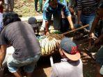 harimau-di-kebun-binatang-bonbin-yang-lepas-dari-kandang.jpg