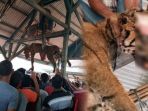 harimau-dibunuh-warga_20180305_052844.jpg