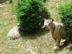 harimau-lepas-di-pontianak-2.jpg