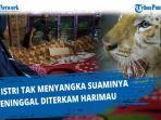 harimau-lepas-di-pontianak-25.jpg