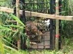 harimau-masuk-perangkap-bksda-sumbar.jpg