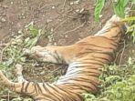 harimau-mati1223.jpg