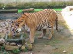 harimau-ok123.jpg