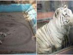 harimau-putih12.jpg