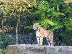 harimau-siberia-bernama-sayan-yang-tengah-menikmati-salju-di-zoo-zorich.jpg