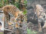 harimau-sumatera-di-kebun-binatang-ueno-jepang.jpg