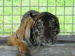 harimau-sumatera-dibawa-ke-dharmasraya.jpg
