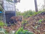 harimau-sumatera-dilepasliarkan-di-pegunungan-pulo.jpg