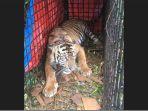 harimau-sumatera-masuk-perangkat-di-aceh-selatan.jpg