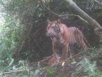 harimau-sumatera-ok123.jpg