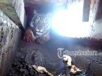 harimau-sumatera-terjebak-di-ruko_1.jpg