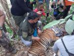 harimau-sumatera-terjerat-di-perkebunan-warga.jpg