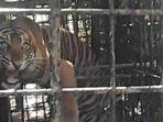 harimau-sumatera-yang-tertangkap-di-solok_1.jpg