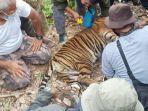 harimau-sumatera1234w.jpg