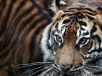 harimau-sumatera_20150125_072113.jpg